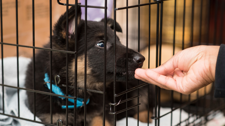 dog in crate