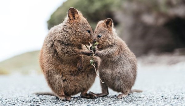 Visit Rottnest Island